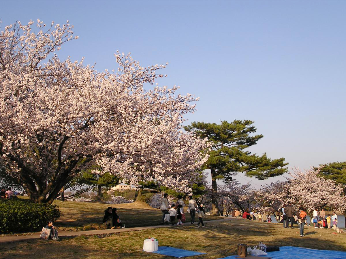刈谷的櫻花節 (洲原公園)