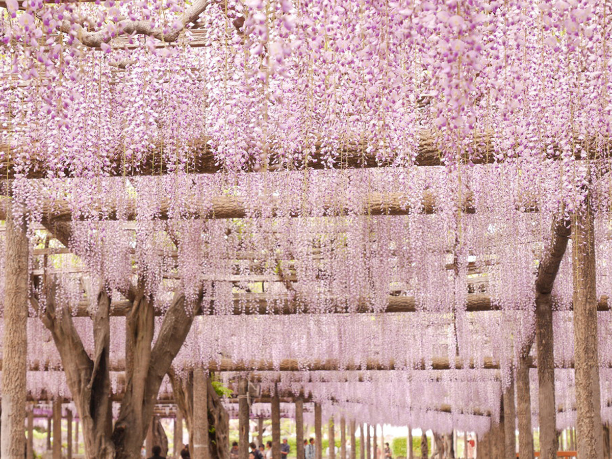 尾張津島 藤まつり（天王川公園）