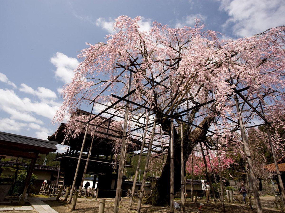 瑞龍寺枝垂櫻節