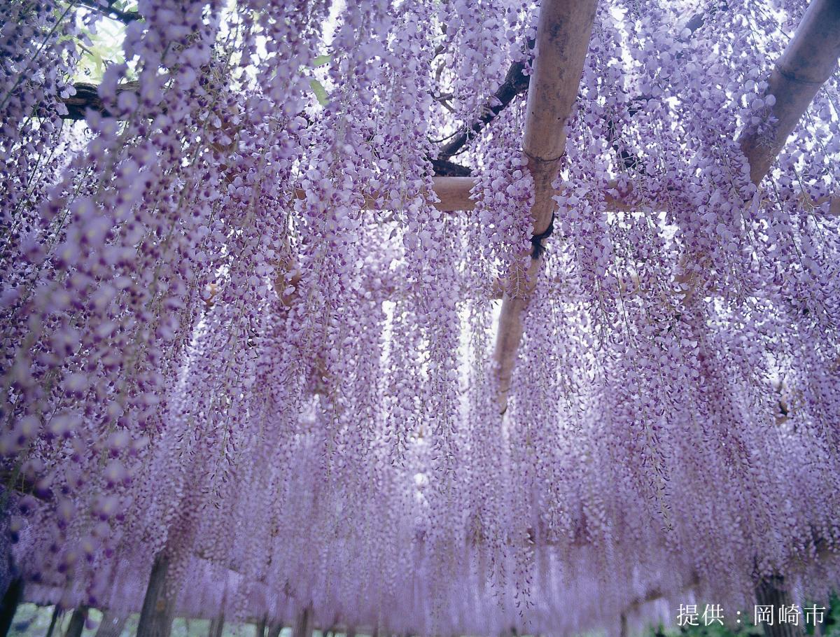 五万石藤まつり