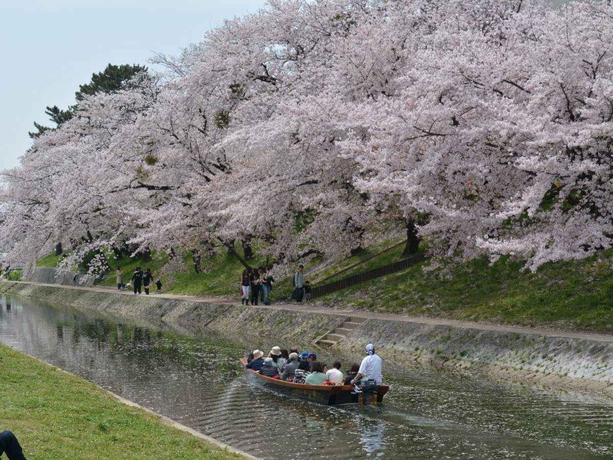 岡崎城下賞花泛舟