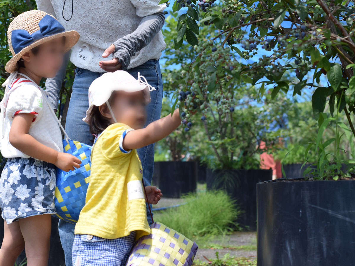 ฟาร์มกรีนสเตจ ฮะนะโนะคิ