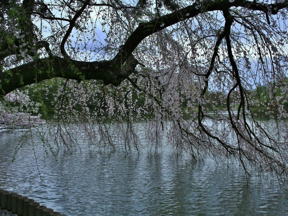 大池公園櫻花節