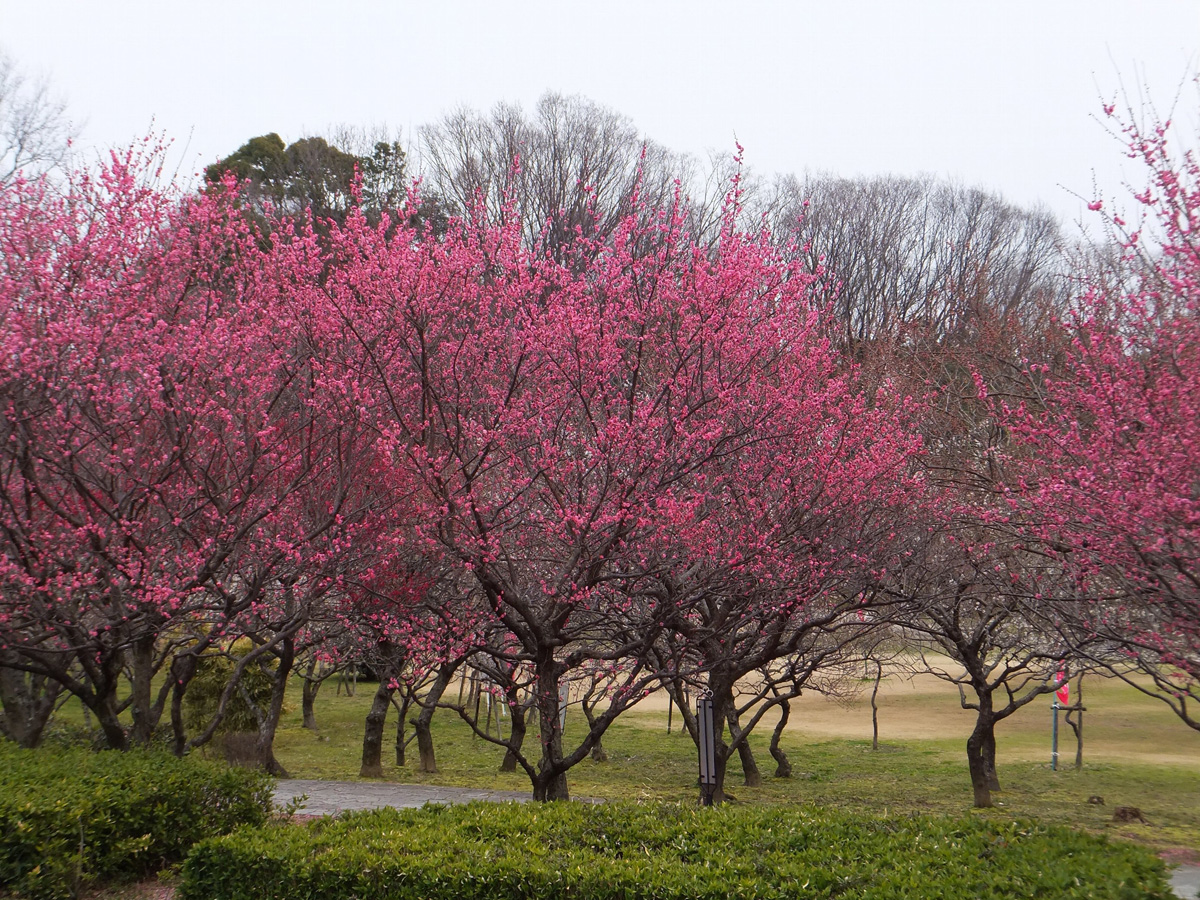 平芝公園梅まつり