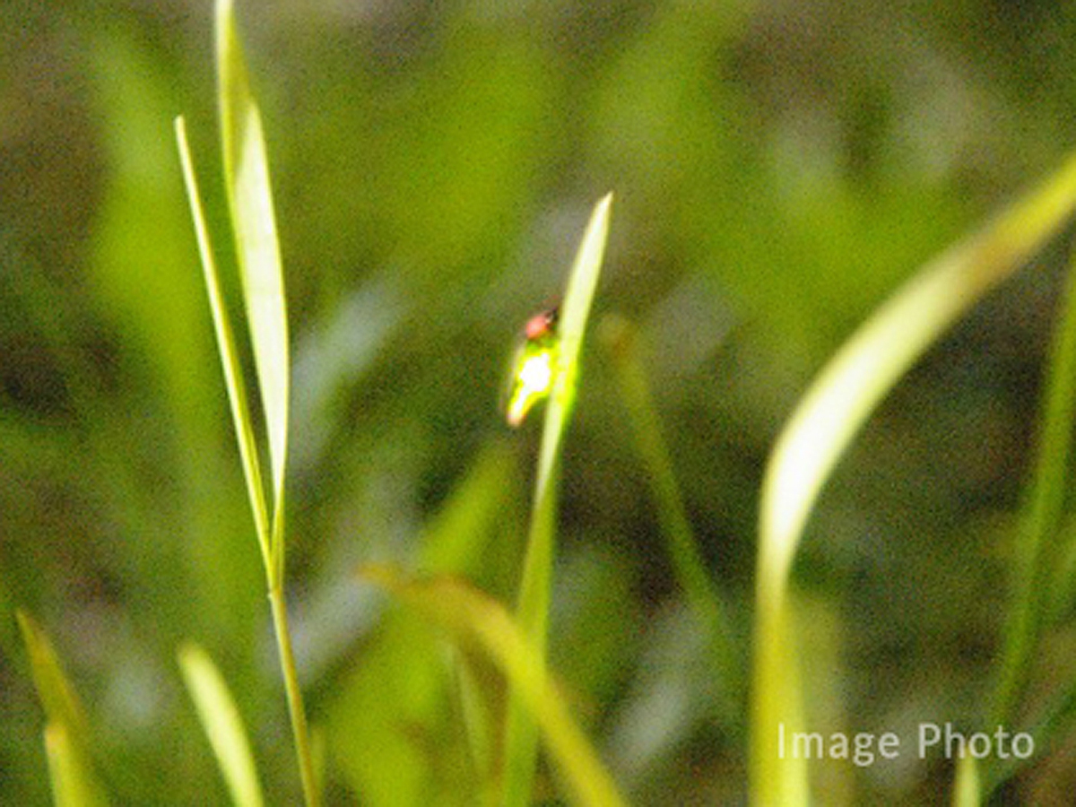 หมู่บ้านหิ่งห้อยลูซิโอลาฮิราฮาระ