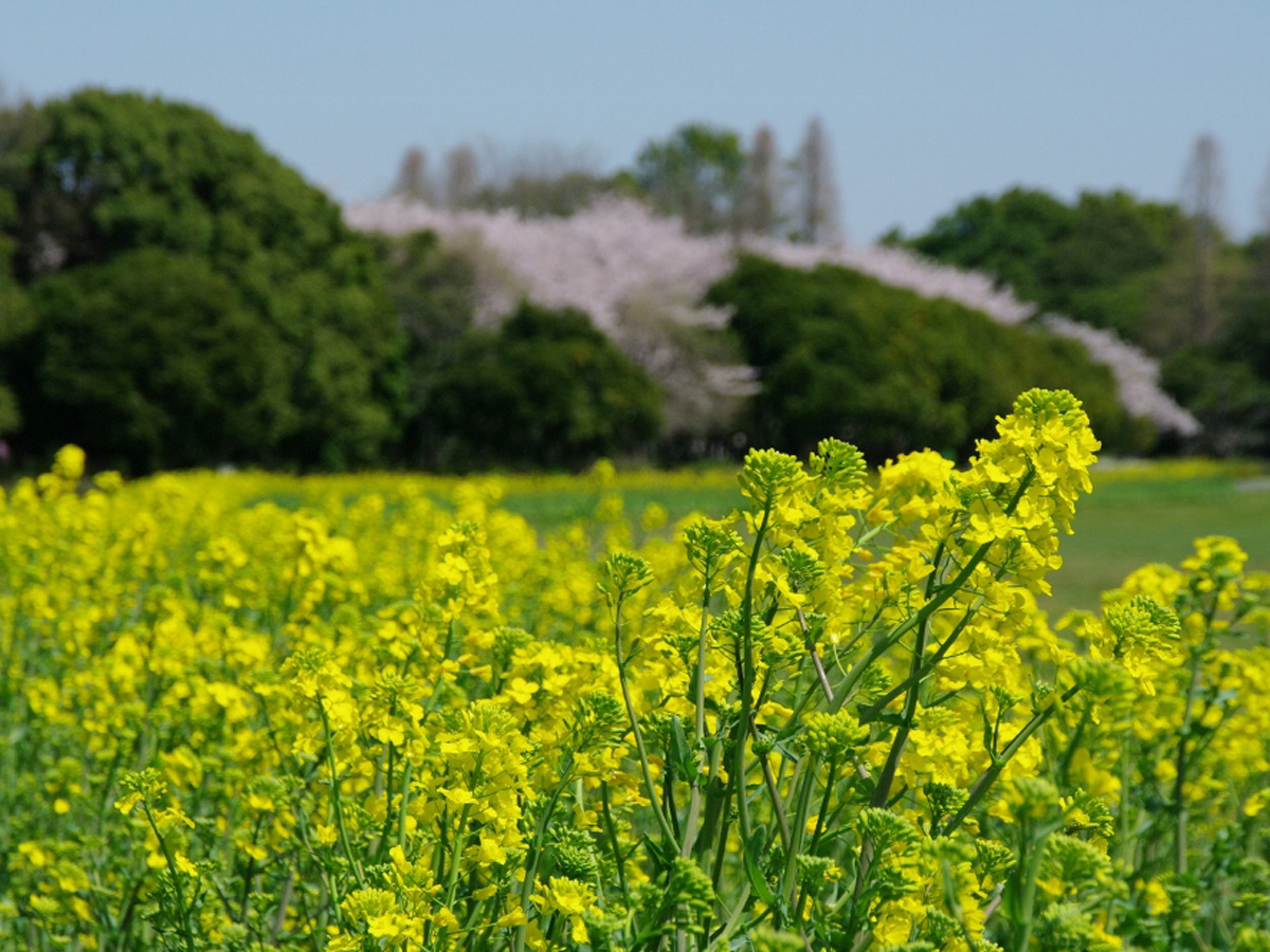 Shonai Ryokuchi Park