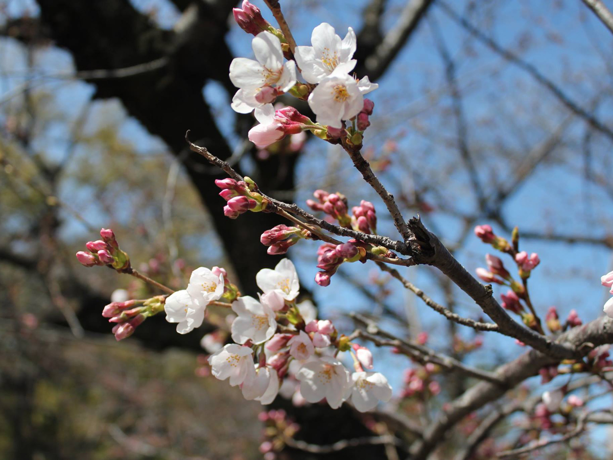 鶴舞公園　花まつり