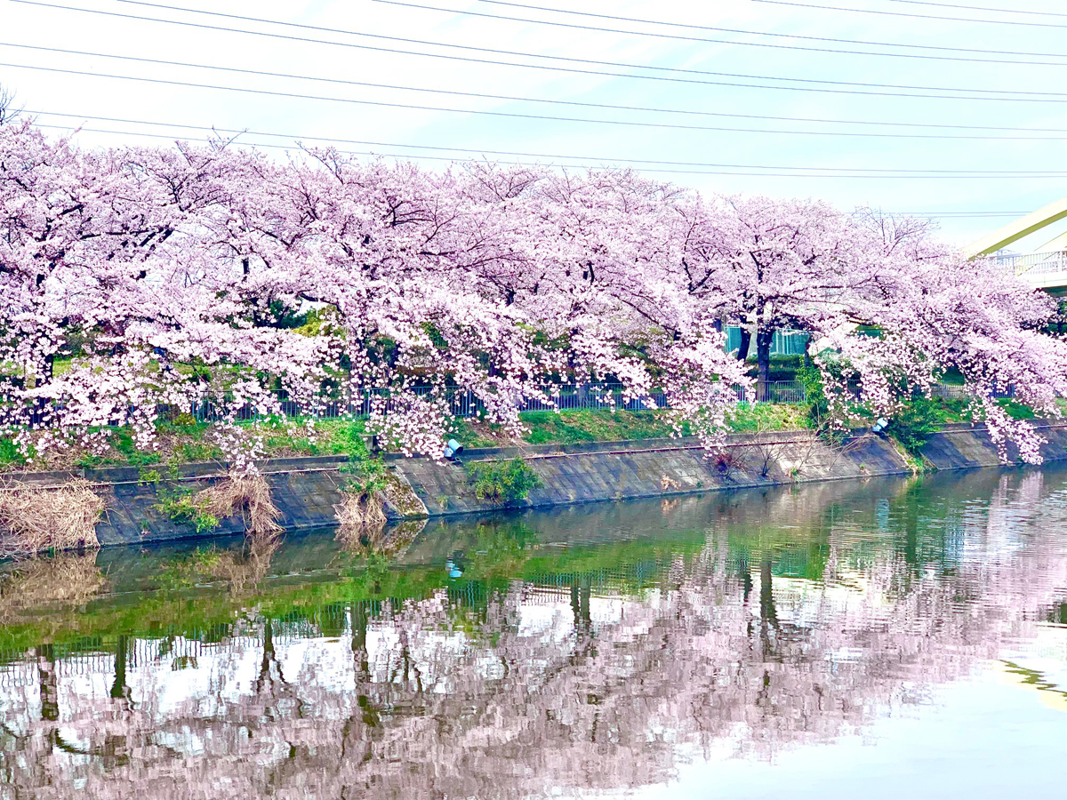 荒子川公園　さくらまつり