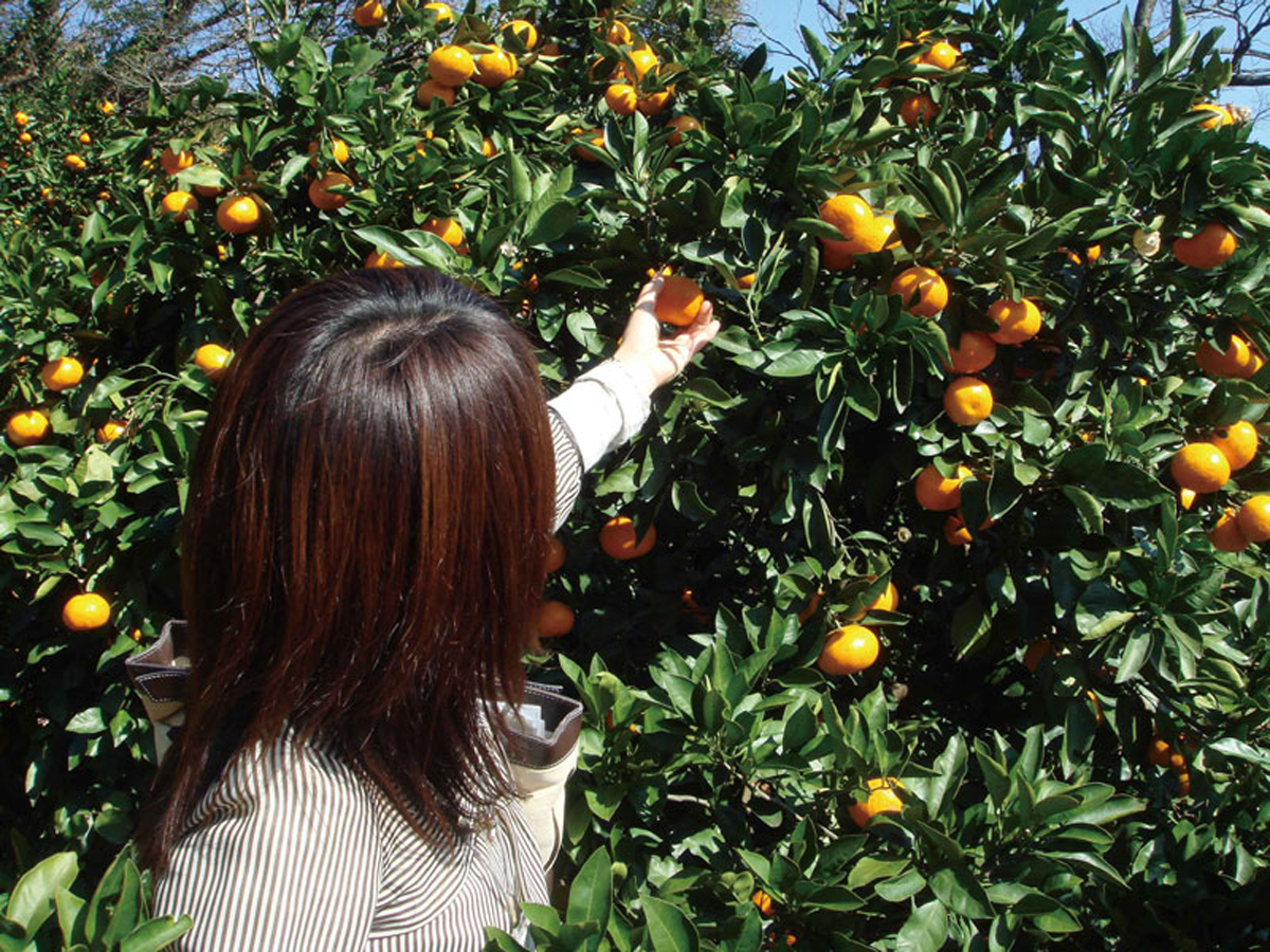 Gamagori Orange Park