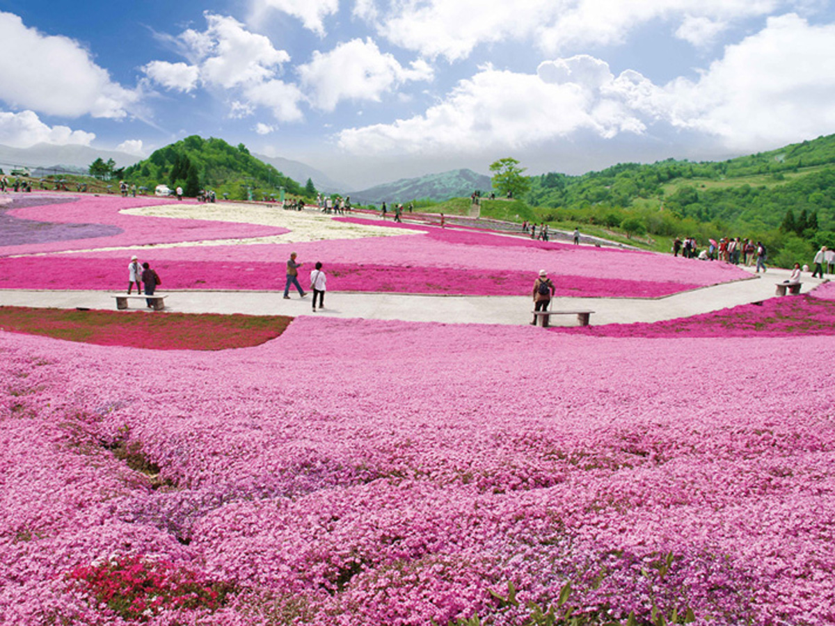 芝櫻節（茶臼山高原）