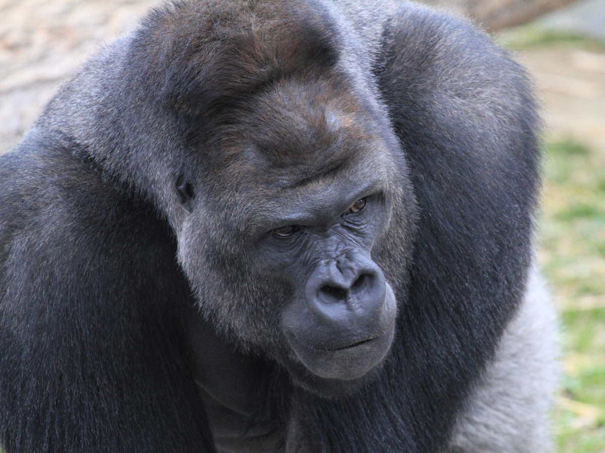 Higashiyama Zoo, Botanical Gardens
