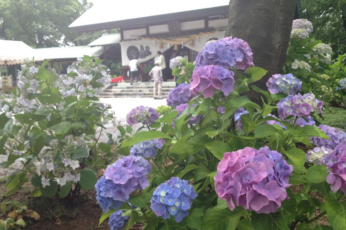 御裳神社　尾西紫陽花節