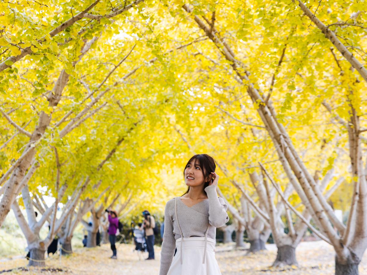 Sobue Ginkgo Leaf Festival