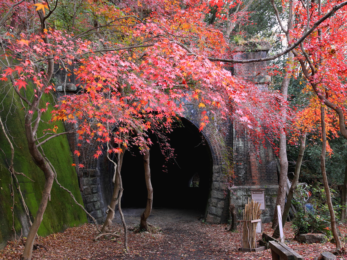 愛岐トンネル群 秋の特別公開