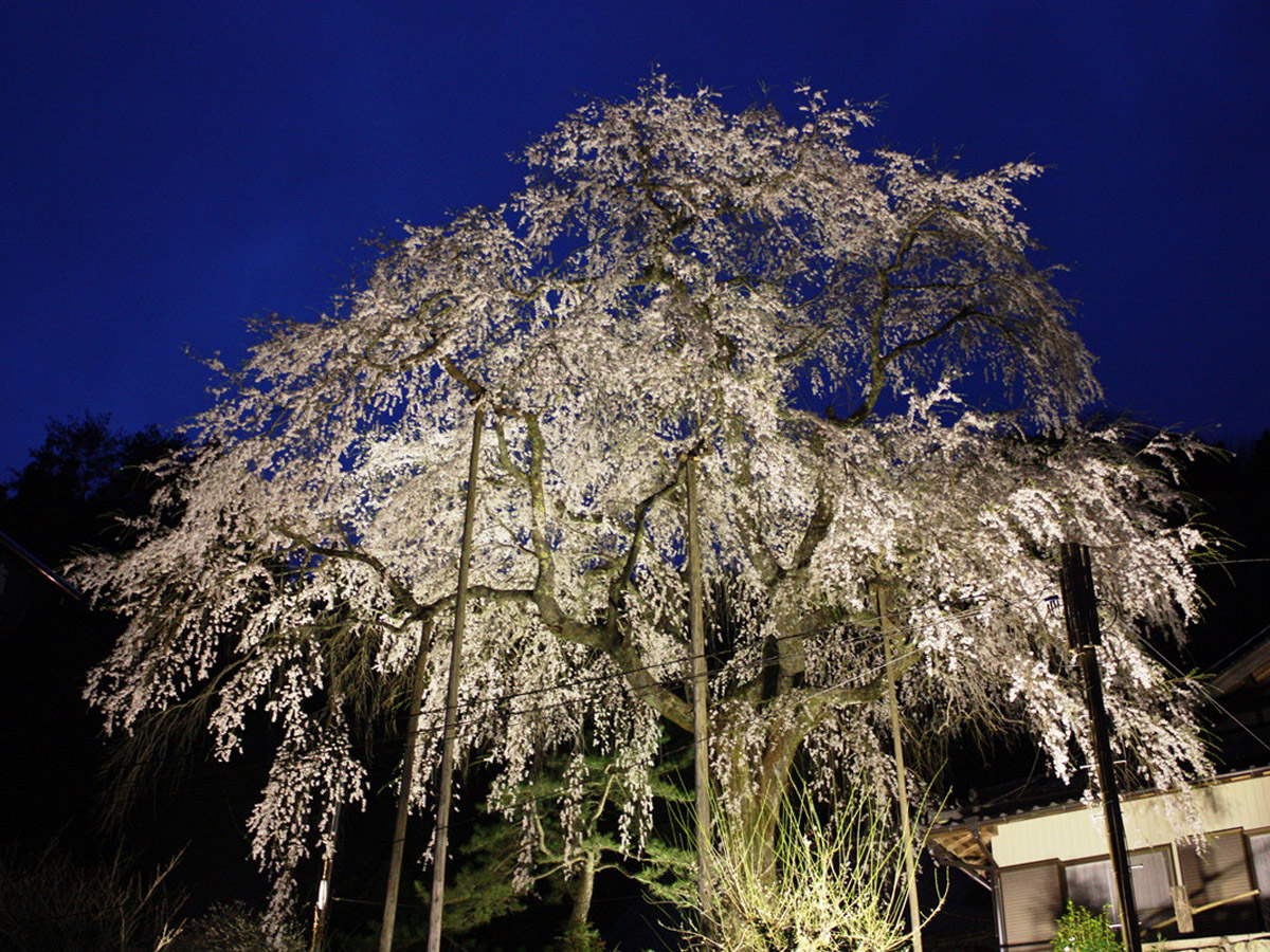 大安寺枝垂櫻節
