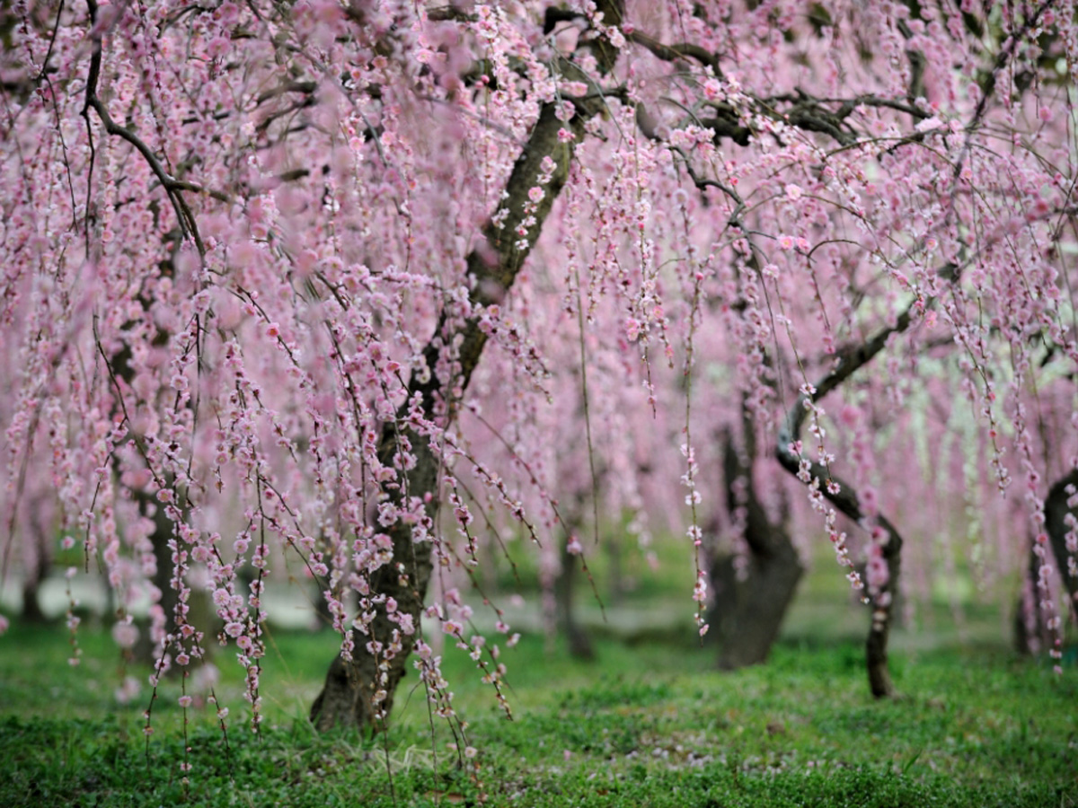 垂枝梅節・農業中心  dela農場