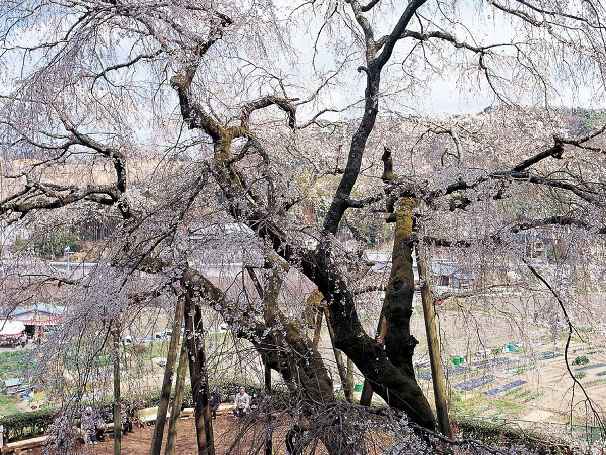 奥山田のしだれ桜