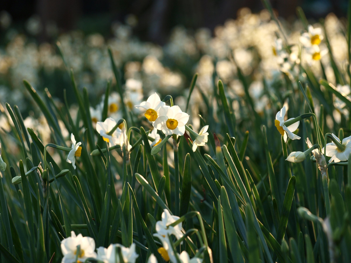 佐久島「スイセン」