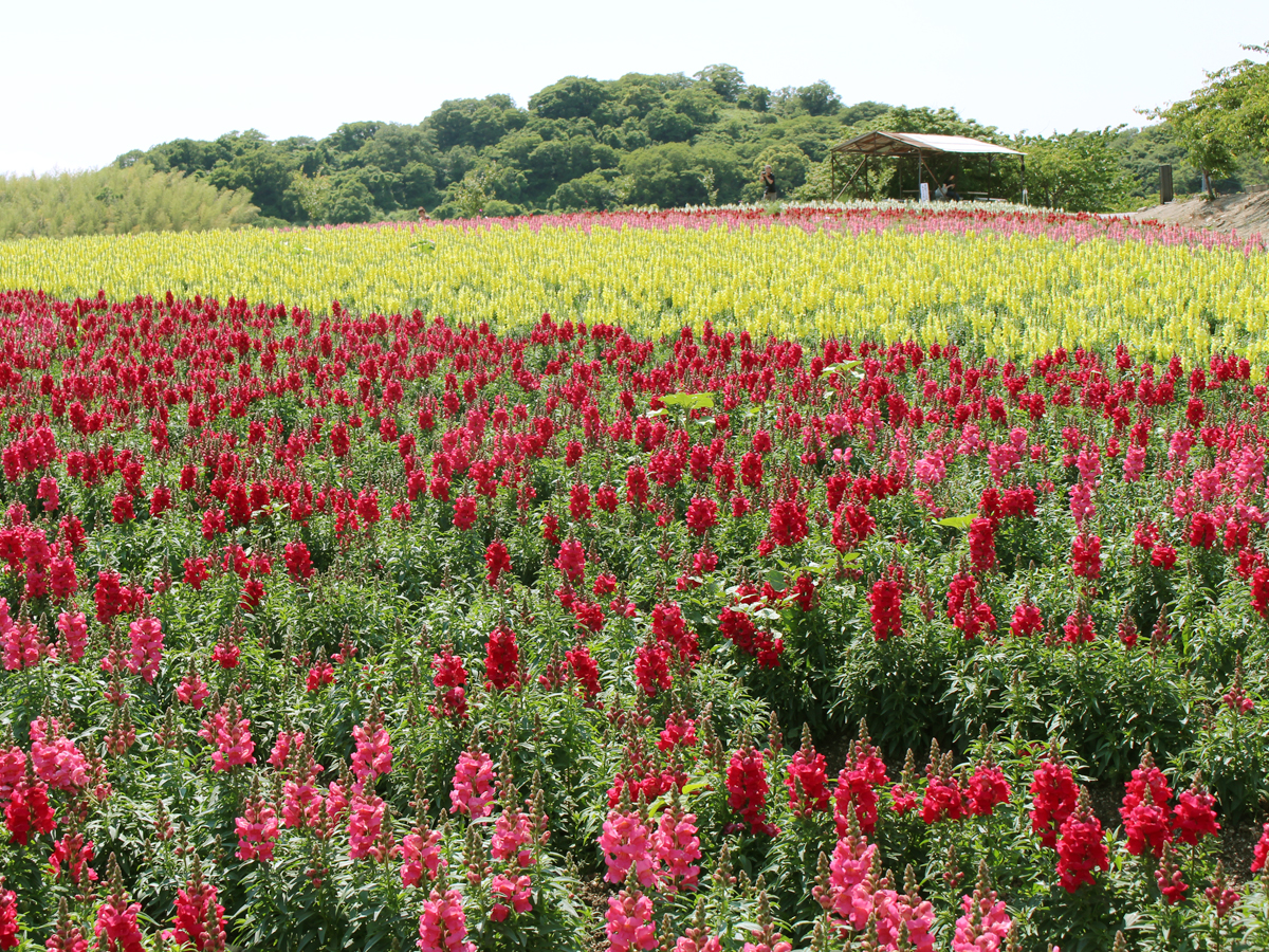 觀光農園花卉廣場