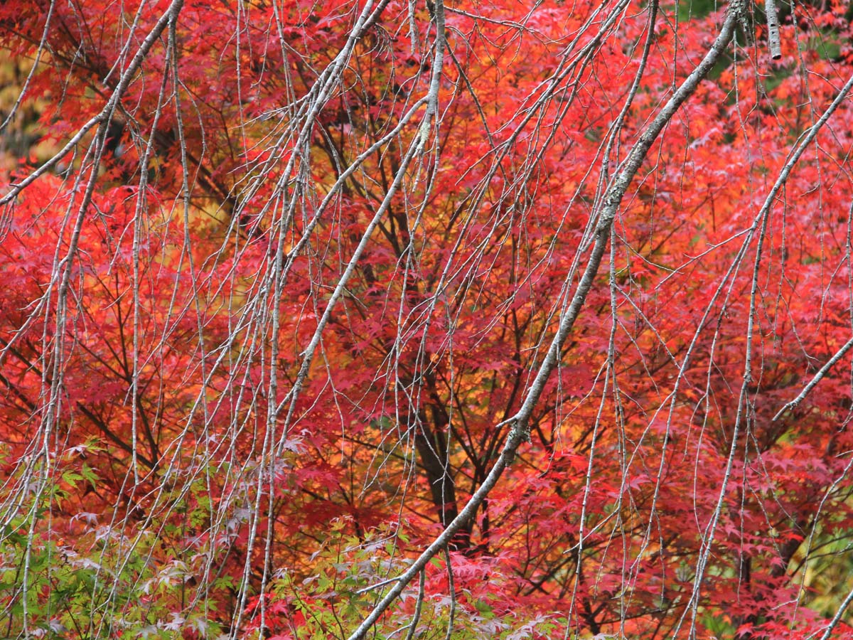 面之木園地(天狗棚)
