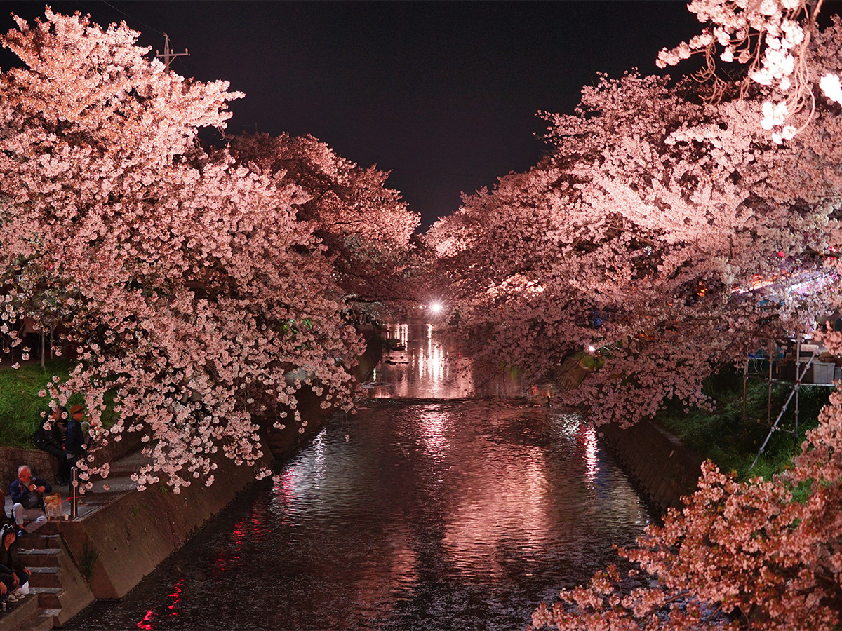 岩倉桜まつり