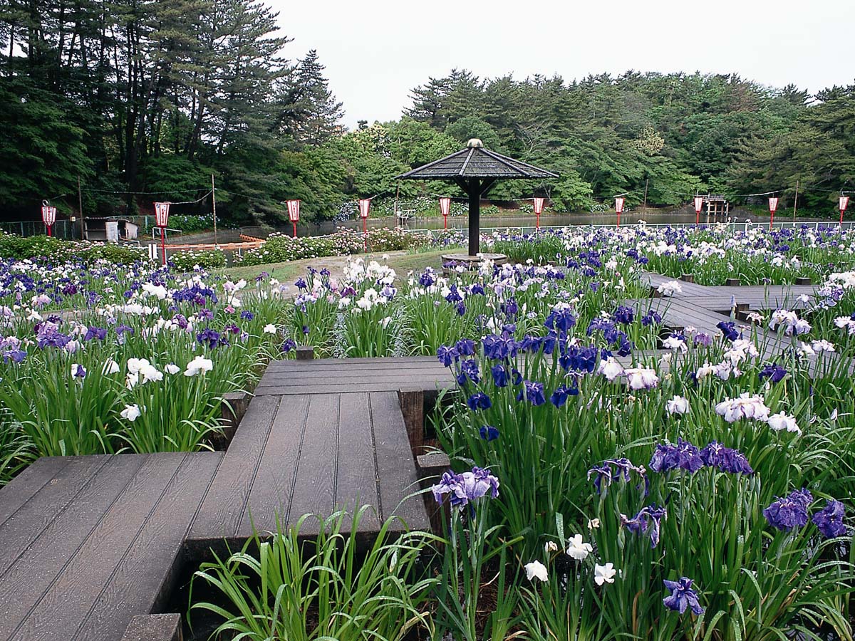 東公園菖蒲まつり
