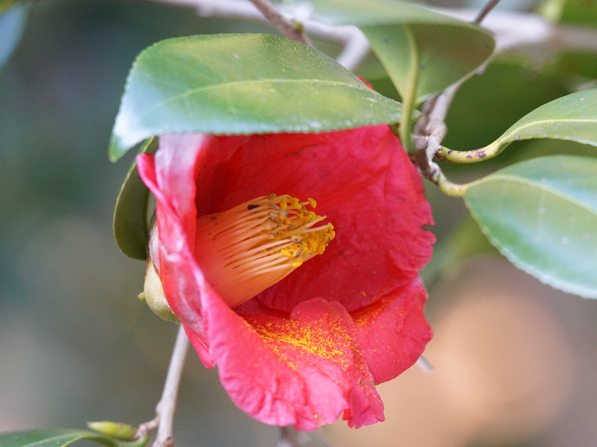 東山動植物園「ツバキ」