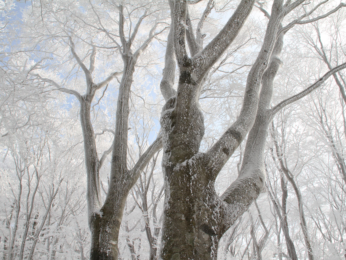 面ノ木園地の霧氷
