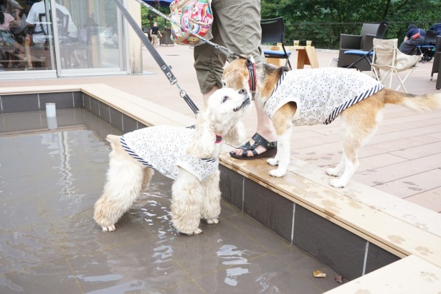 サーブアイランド ドッグ Café＆ドッグラン