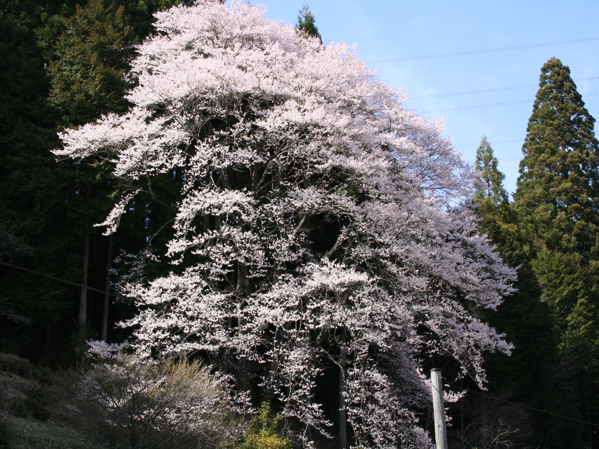神田のエドヒガンザクラ