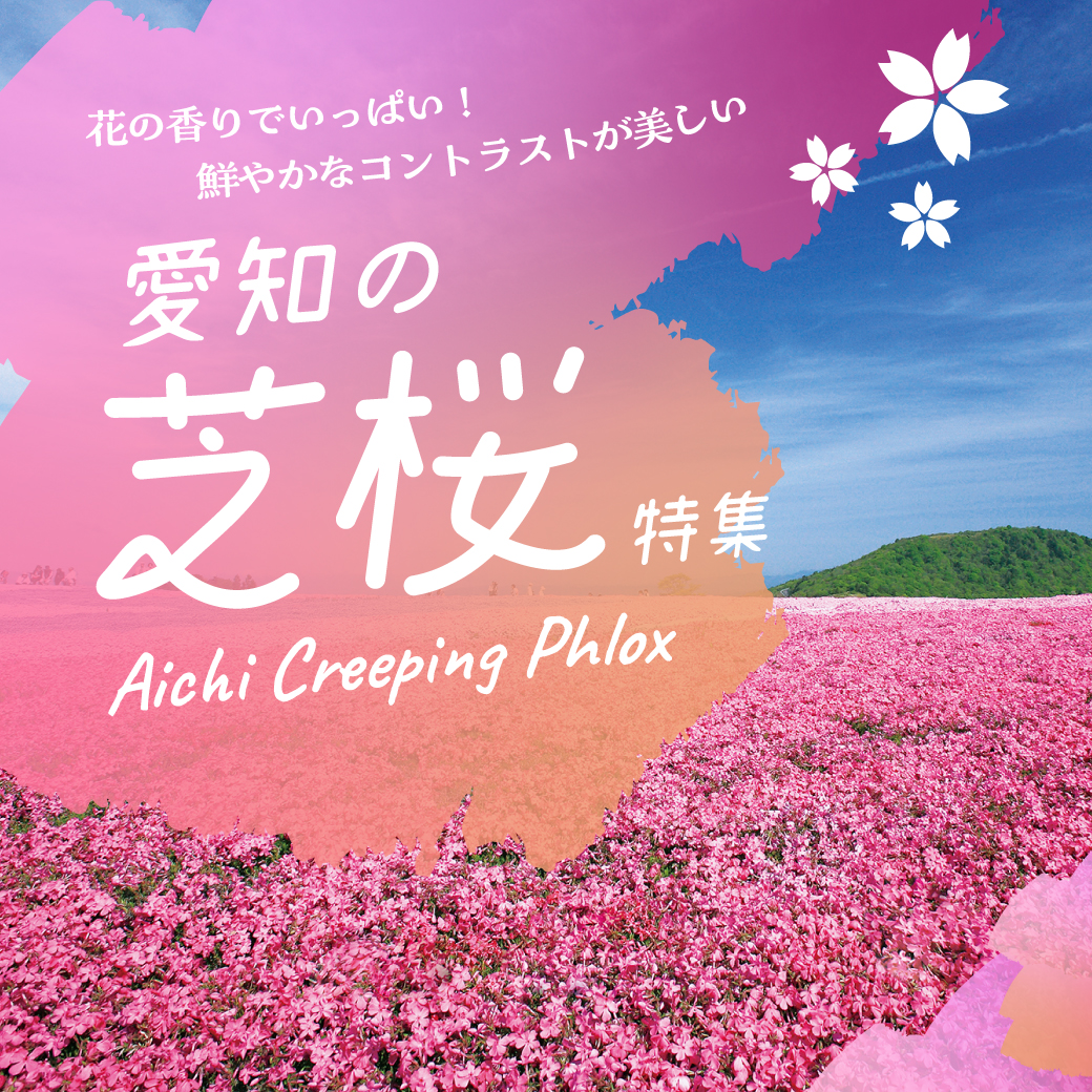 愛知の芝桜特集