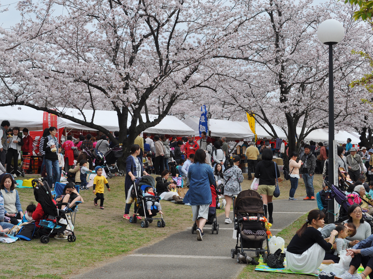 春日五條川櫻花節
