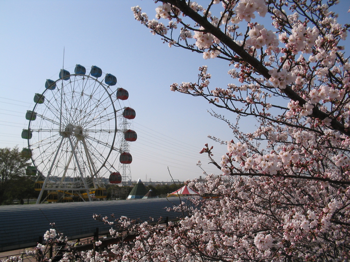 明石公園桜まつり