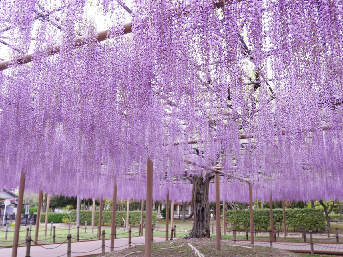 尾張津島 藤まつり（天王川公園）