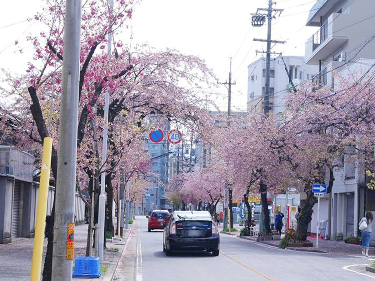 大寒樱的樱花道