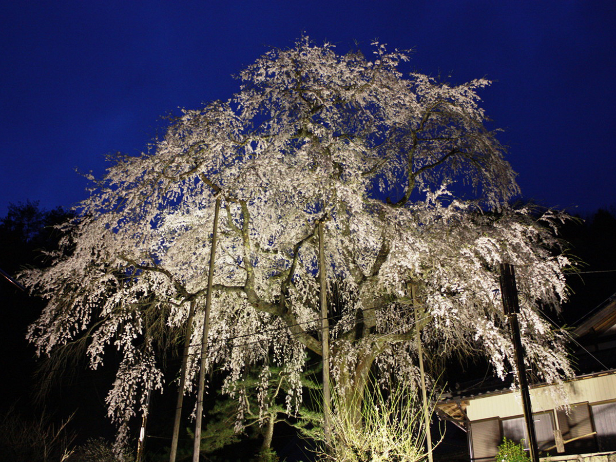 大安寺しだれ桜