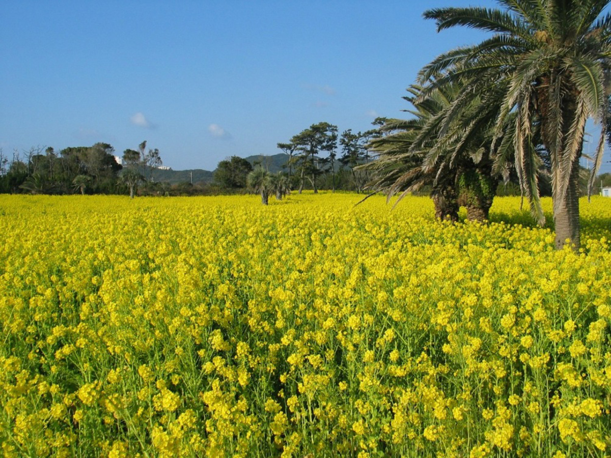 伊良湖菜の花ガーデン