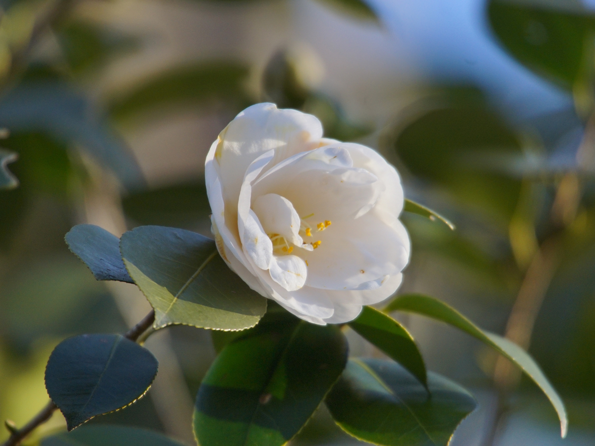 東山動植物園「ツバキ」