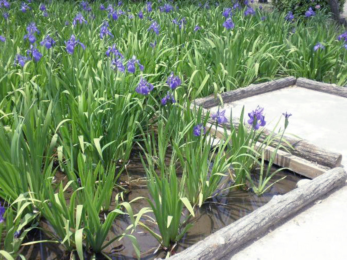Historic Yatsuhashi Water Iris Festival