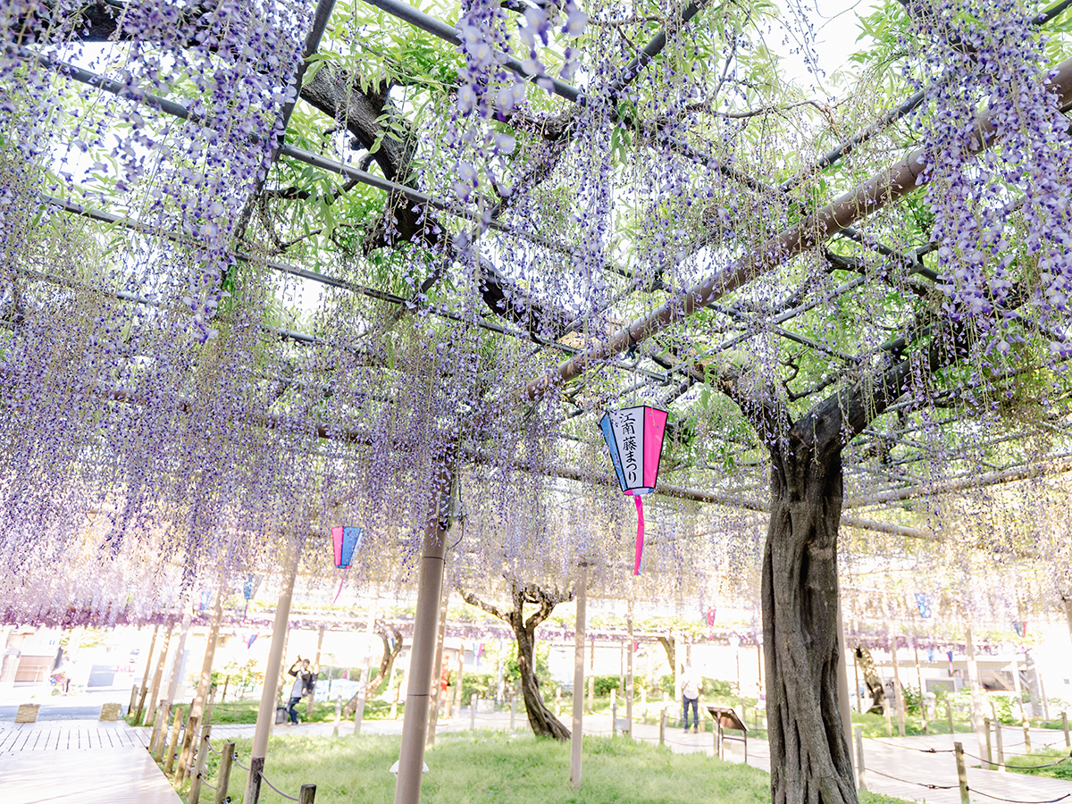 Konan Wisteria Festival