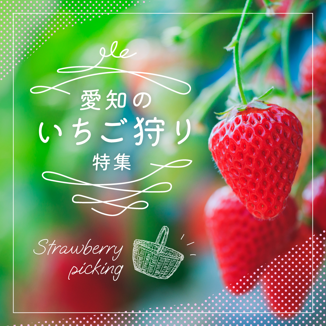 愛知のいちご狩り特集