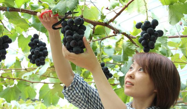岡崎駒立摘葡萄