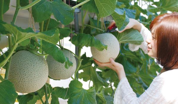 蒲郡オレンジパーク