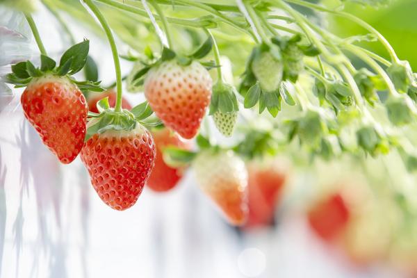 สตรอว์เบอร์รี