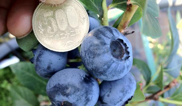 Blueberry Farm Okazaki