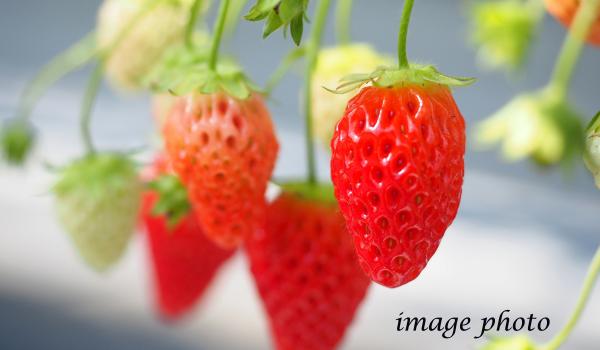 Strawberry Farm Sauvie