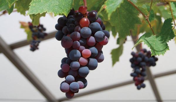 조이풀팜 우노이케