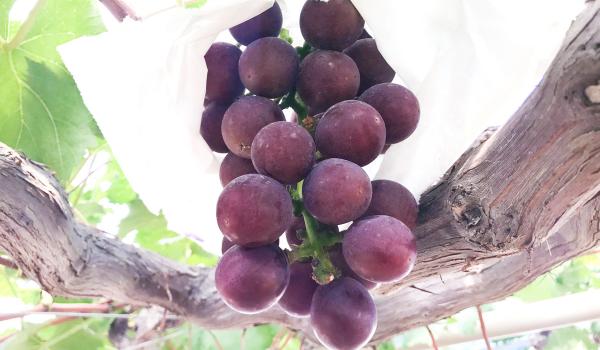 가마고리 오렌지 파크