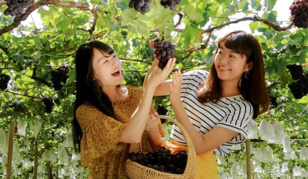 Obu Grape Picking (Obu Budogari)