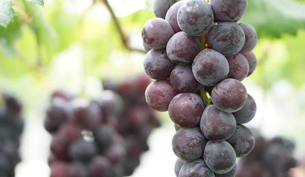 Higashiura Vineyards Grape Picking (Higashiura Budogari)